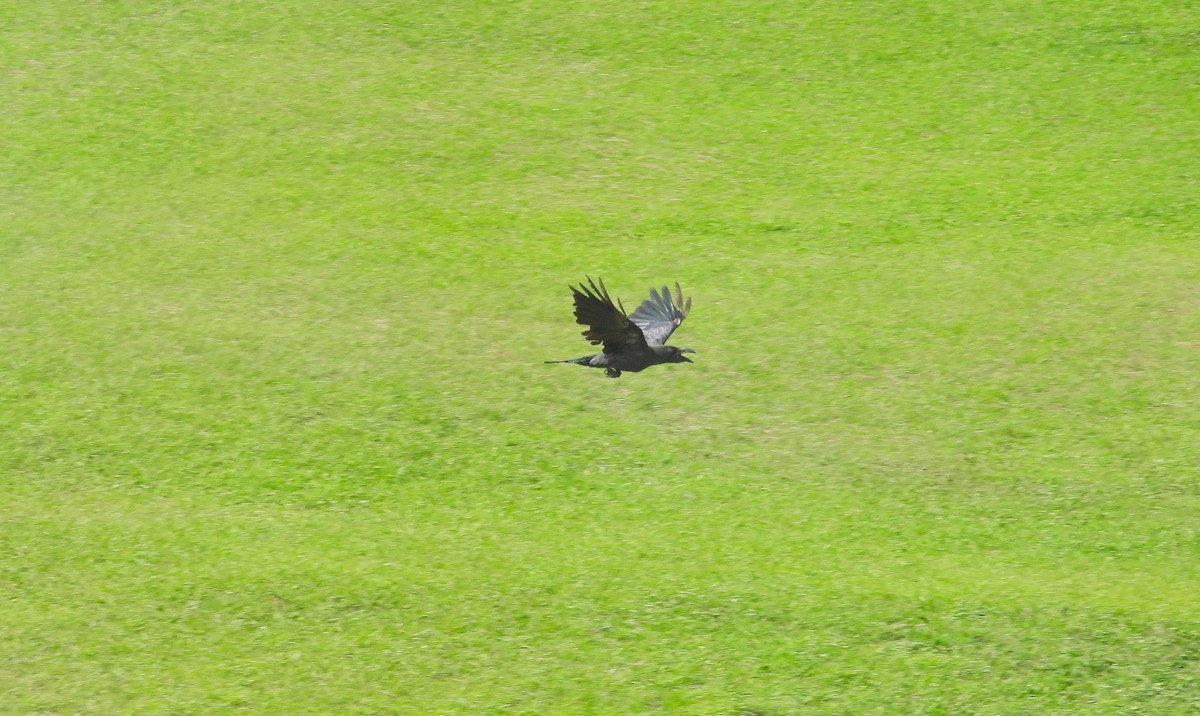 Large-billed Crow - ML641887174