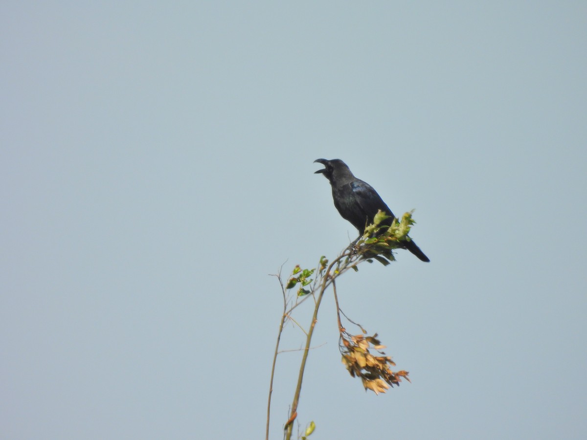 Large-billed Crow - ML641887176