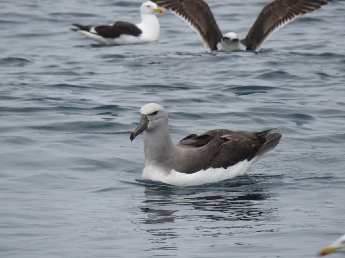 Salvin's Albatross - ML641887222