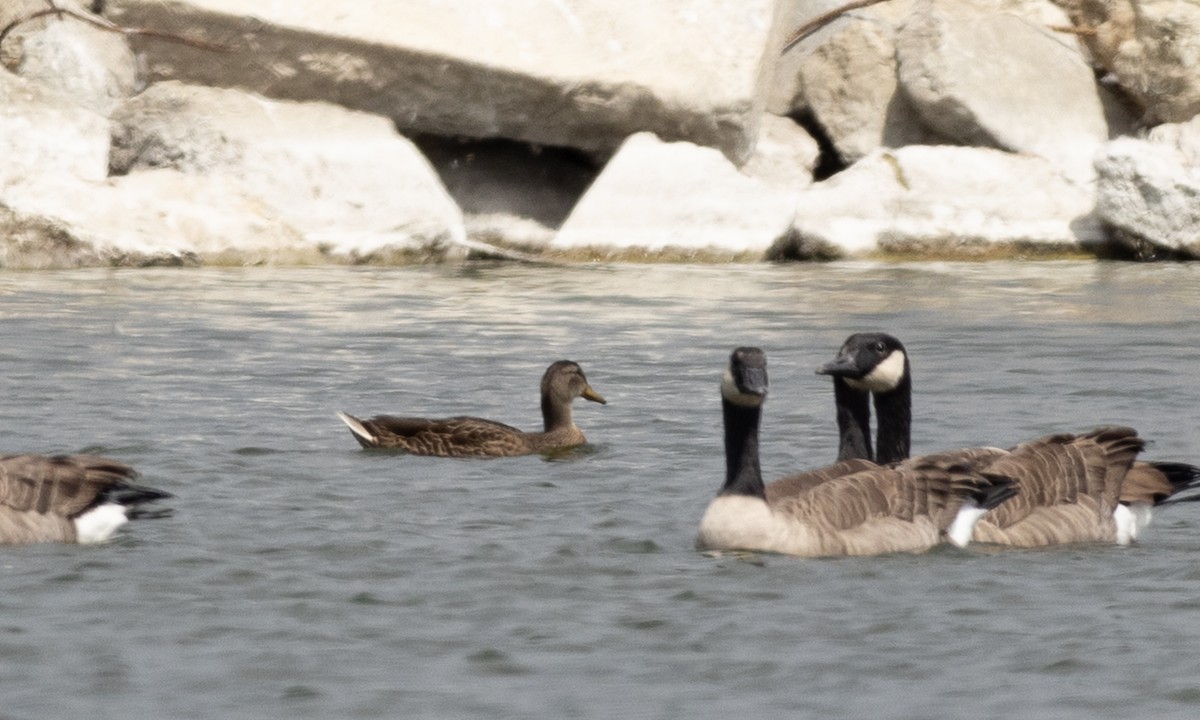 Mallard x Mexican Duck (hybrid) - ML641887242