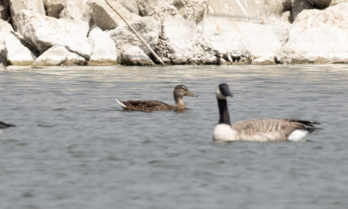 Mallard x Mexican Duck (hybrid) - ML641887243