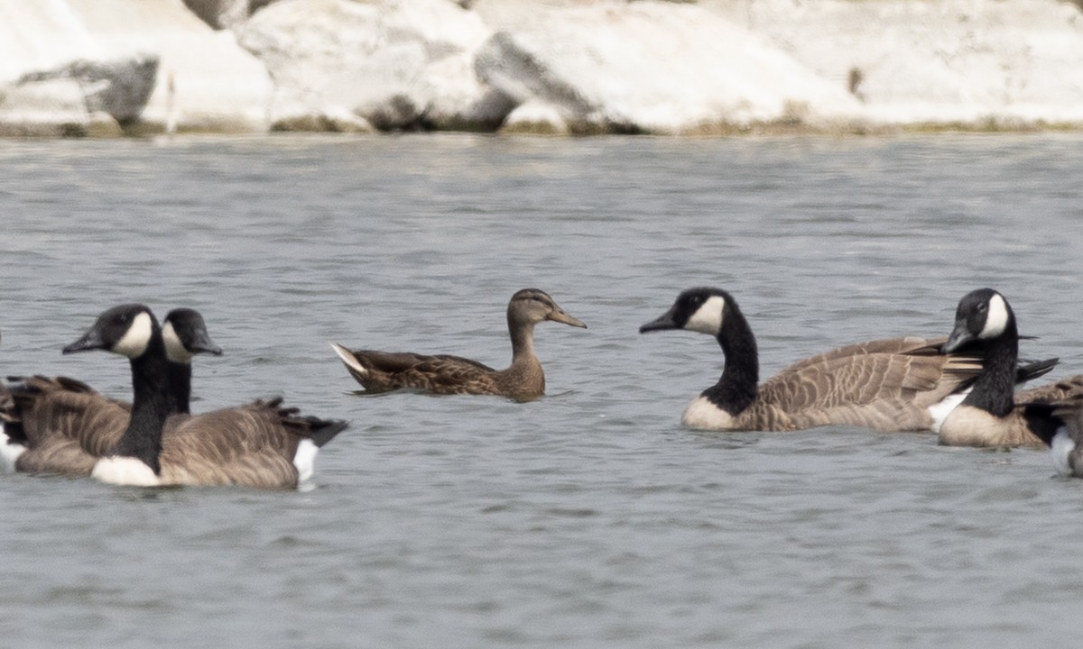 Mallard x Mexican Duck (hybrid) - ML641887244