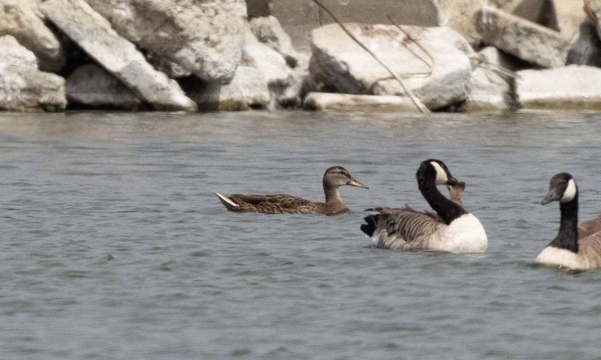 Mallard x Mexican Duck (hybrid) - ML641887245