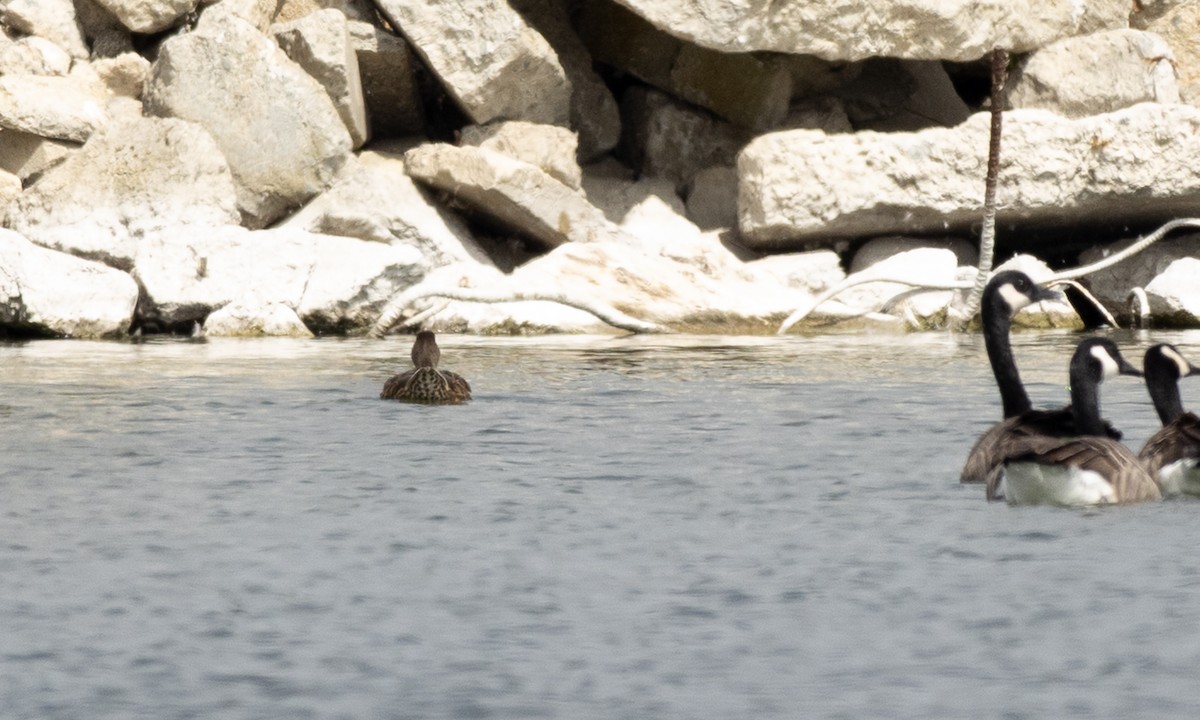 Mallard x Mexican Duck (hybrid) - ML641887246