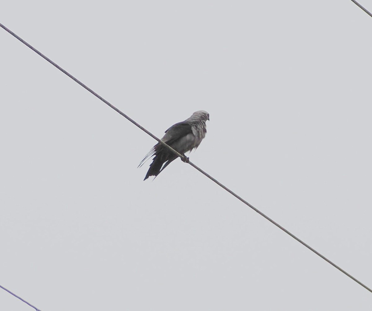 Mississippi Kite - ML641887263