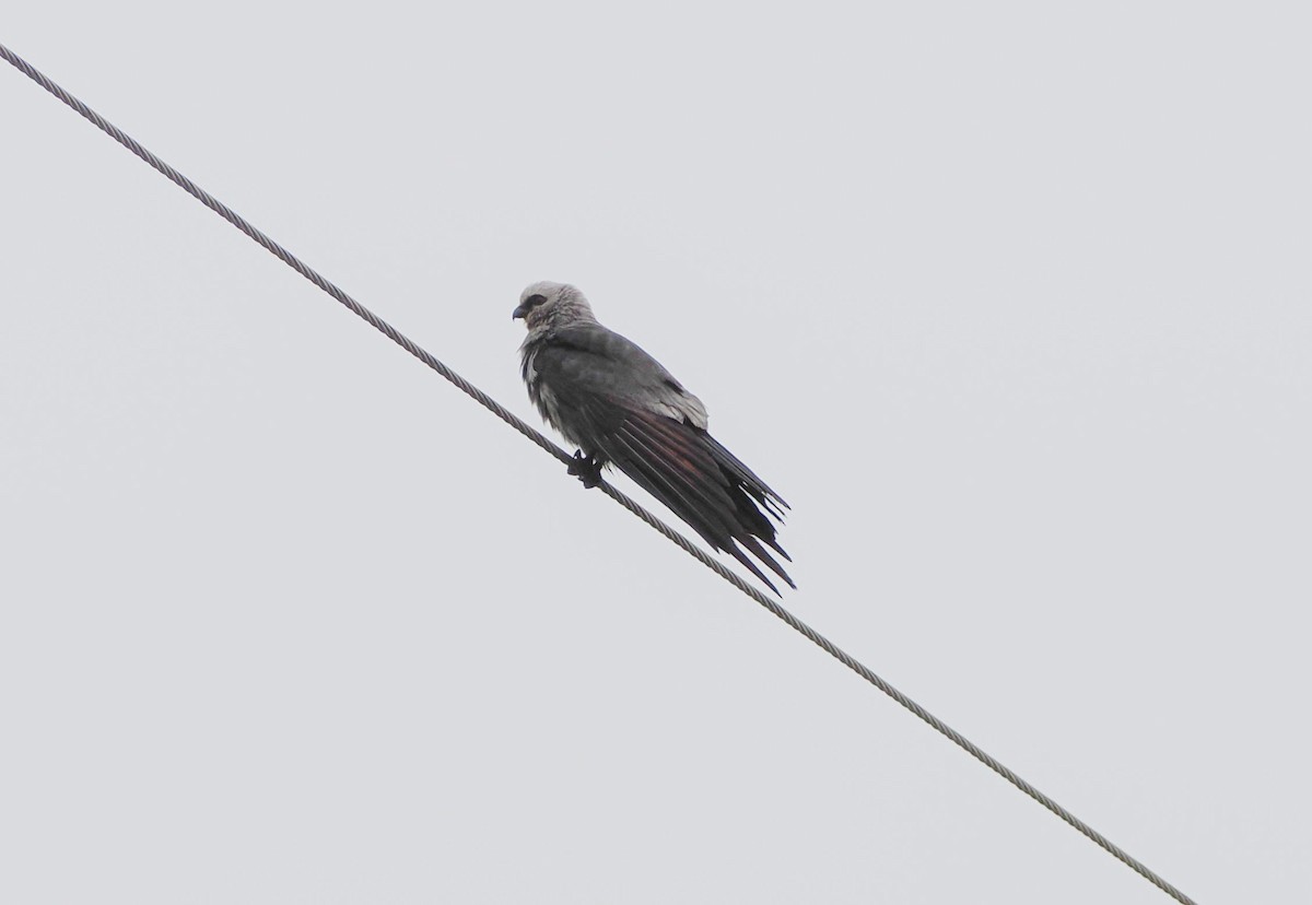 Mississippi Kite - ML641887265