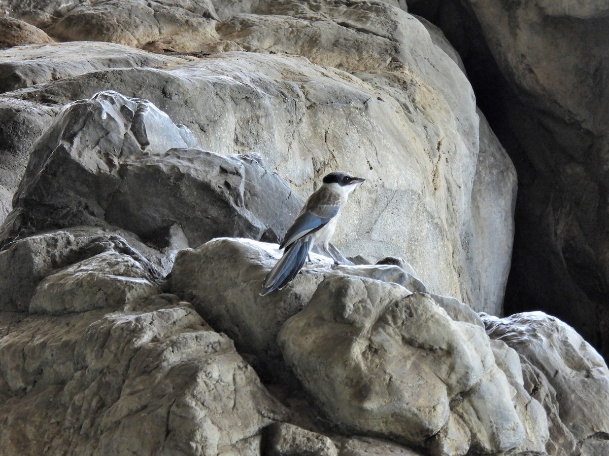 Azure-winged Magpie - ML641887289