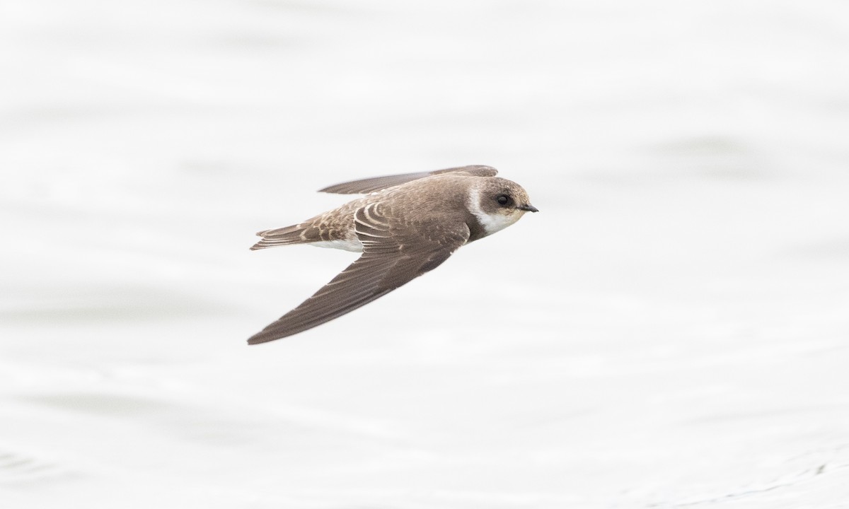 Bank Swallow - ML641887318