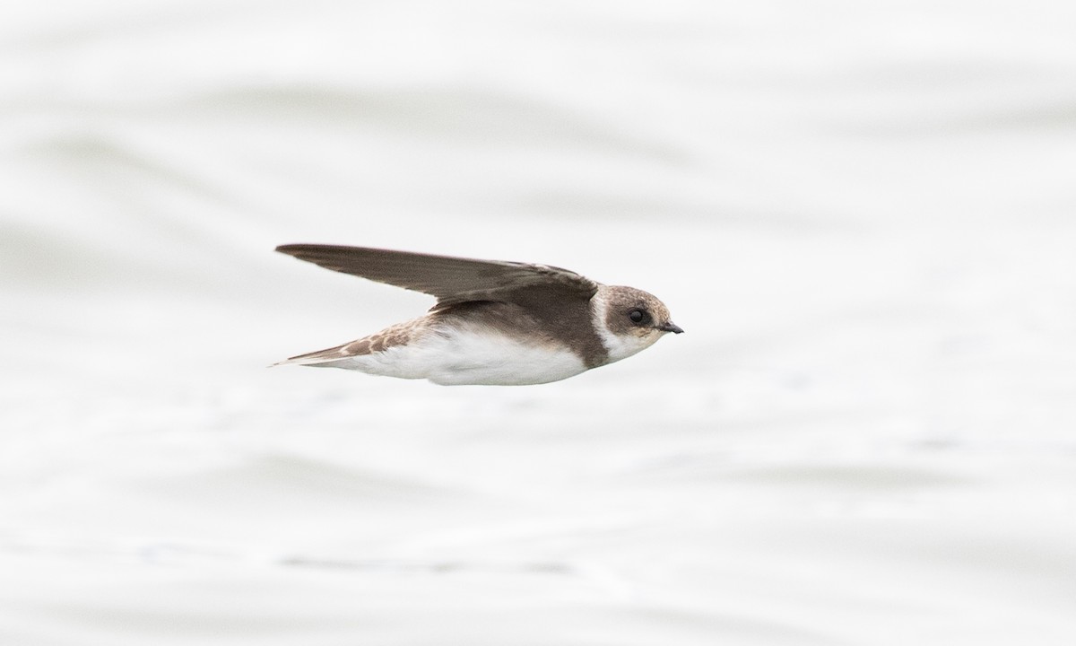 Bank Swallow - ML641887320