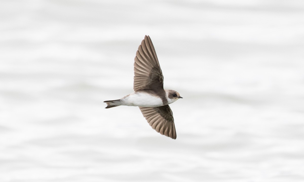Bank Swallow - ML641887322