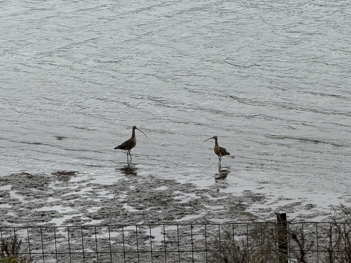 Long-billed Curlew - ML641887334