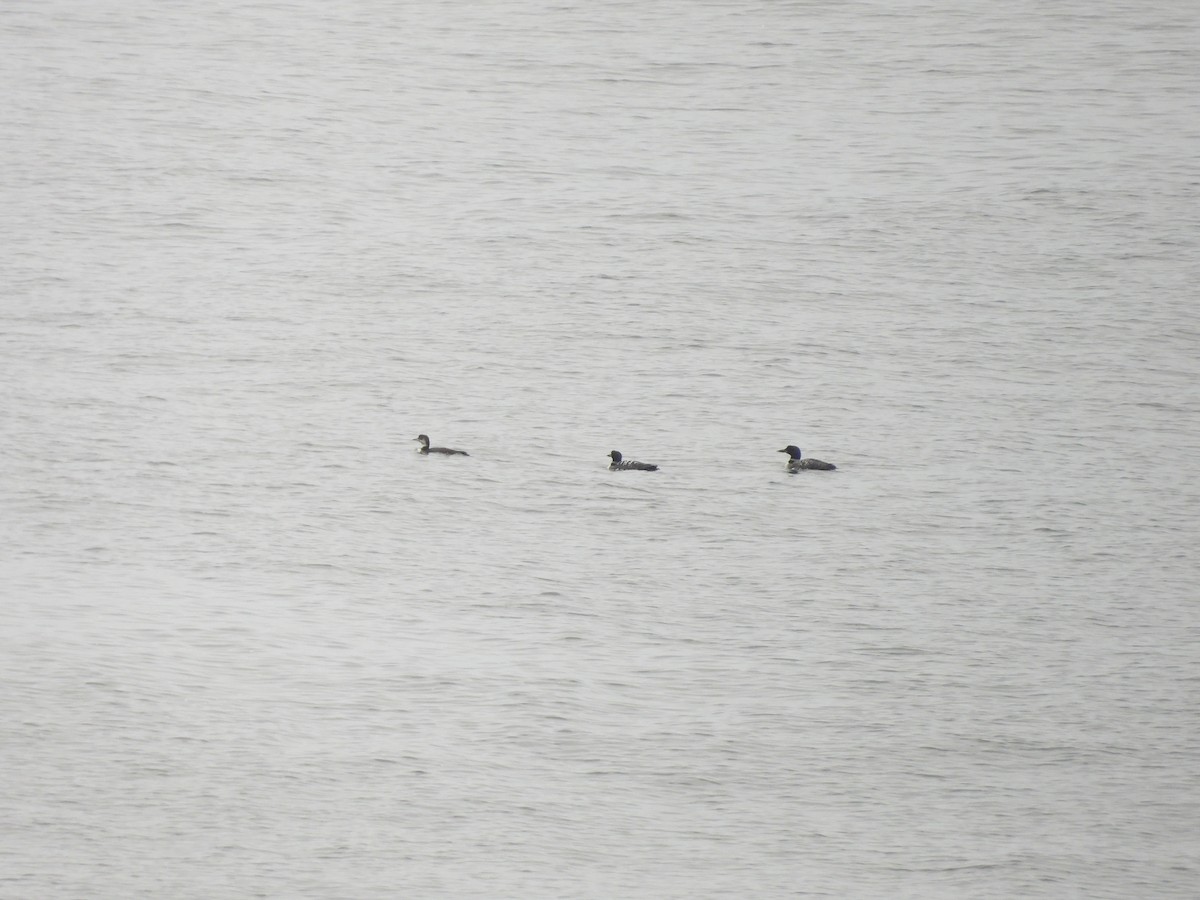 Common Loon - ML641887342