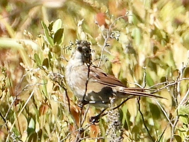 Swamp Sparrow - ML641887351