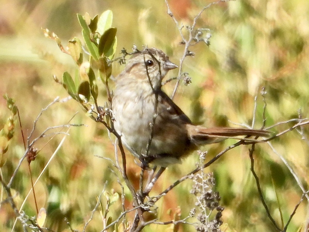 Swamp Sparrow - ML641887352