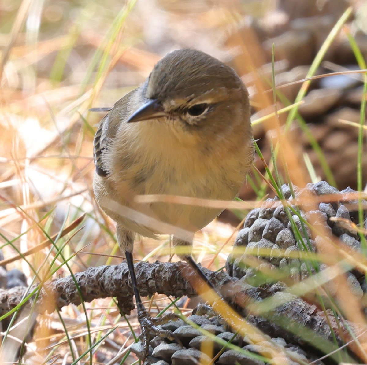 Kiefernwaldsänger - ML641887369