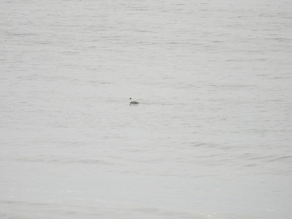 Western Grebe - ML641887372