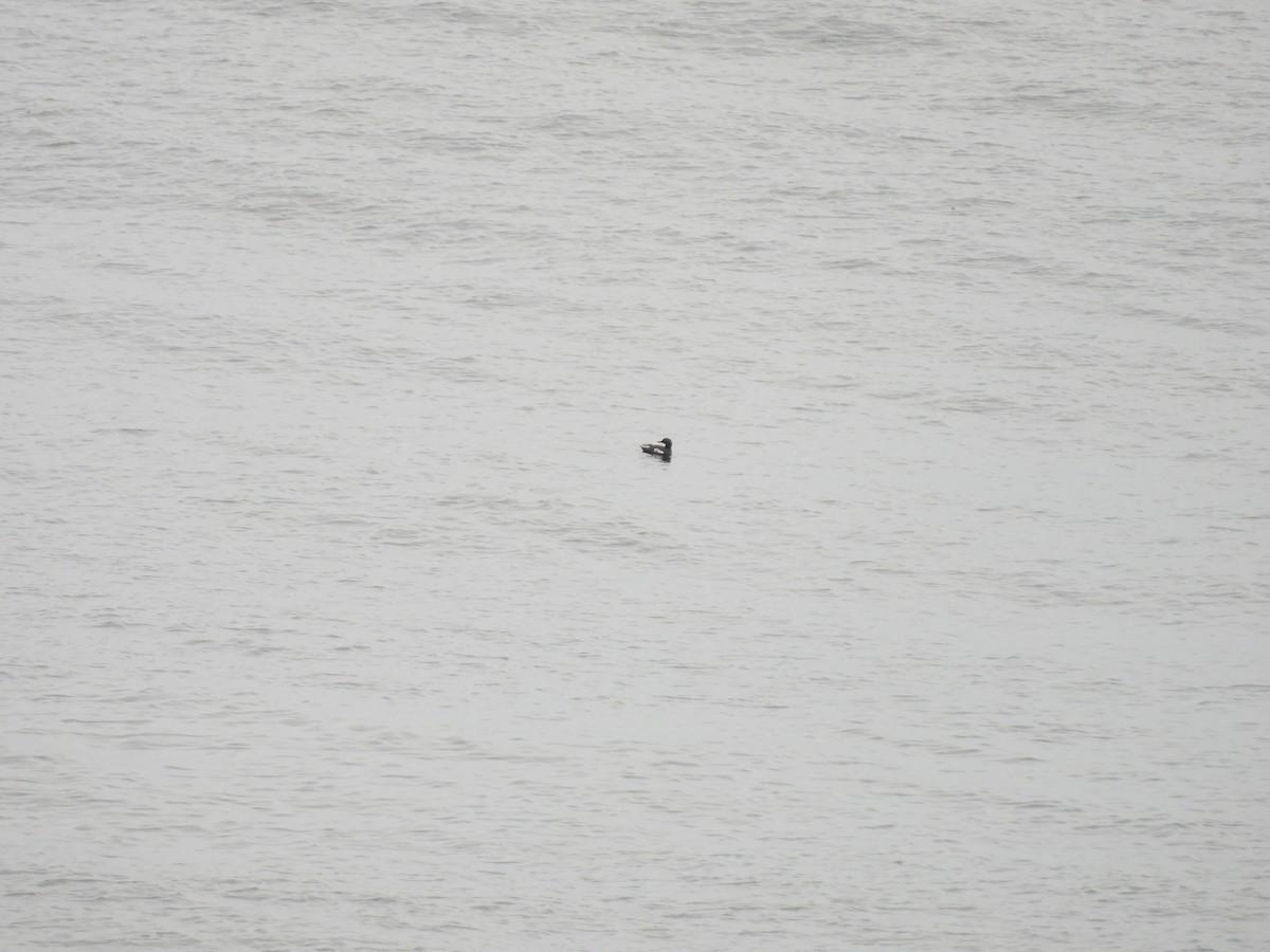 Pigeon Guillemot - ML641887425