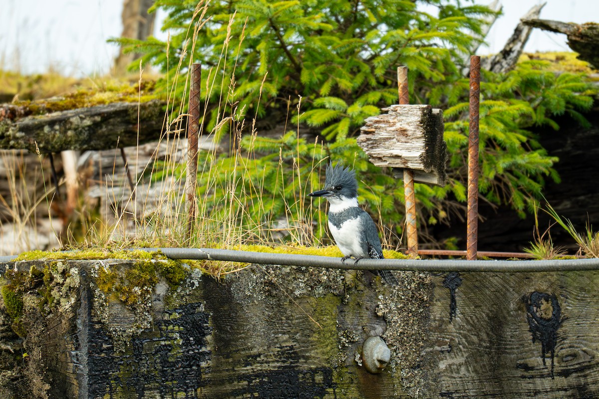 Gürtelfischer - ML641887432