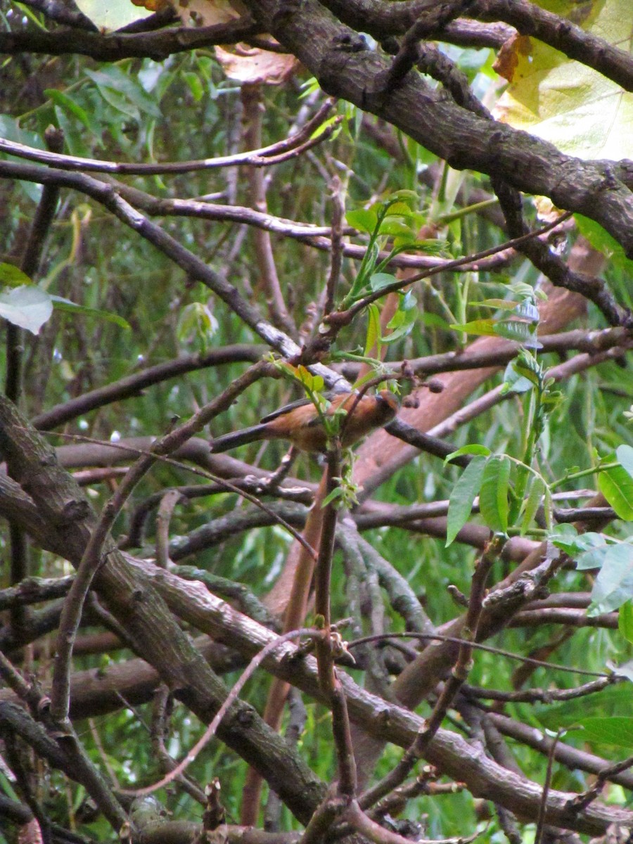 Rufous-browed Conebill - ML641887464