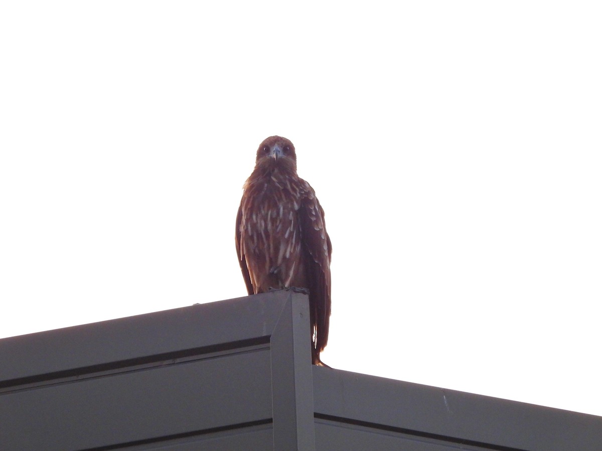 Black Kite - ML641887465
