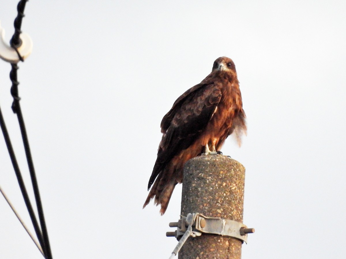 Black Kite - ML641887469