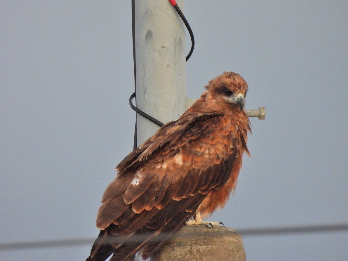 Black Kite - ML641887470