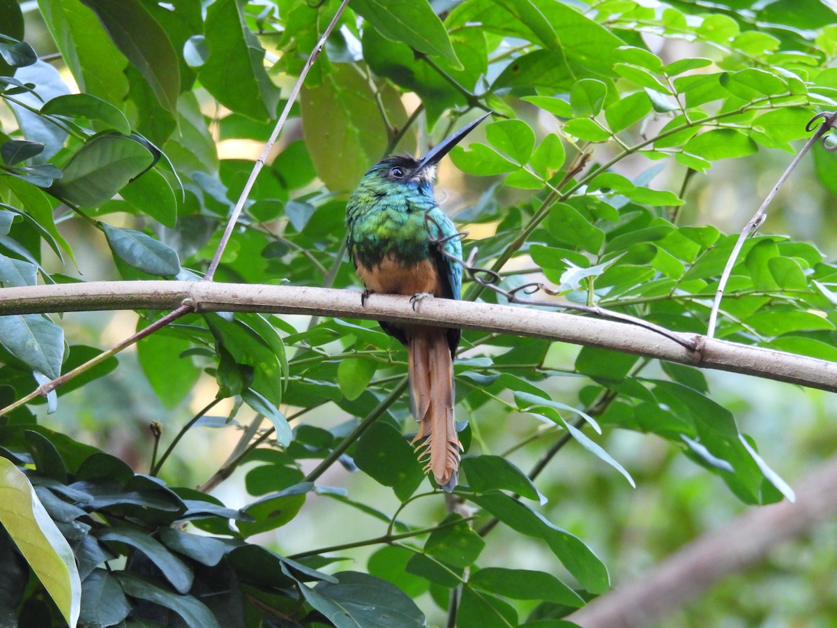 White-chinned Jacamar - ML641887475
