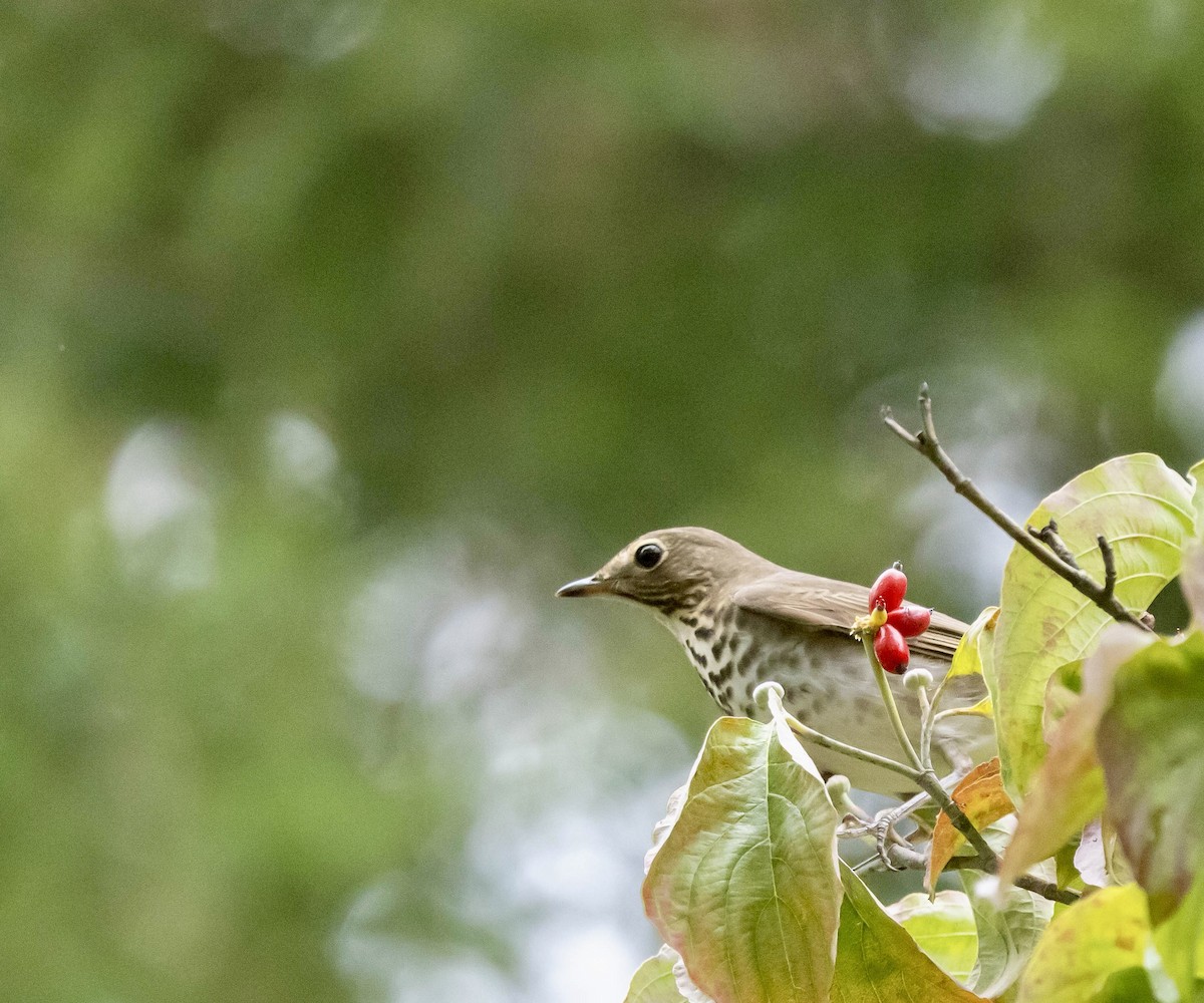 Swainson's Thrush - ML641887479