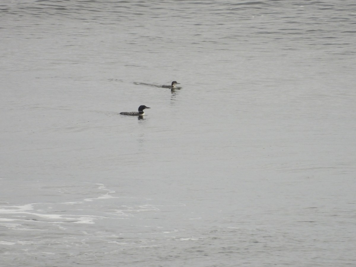 Common Loon - ML641887521