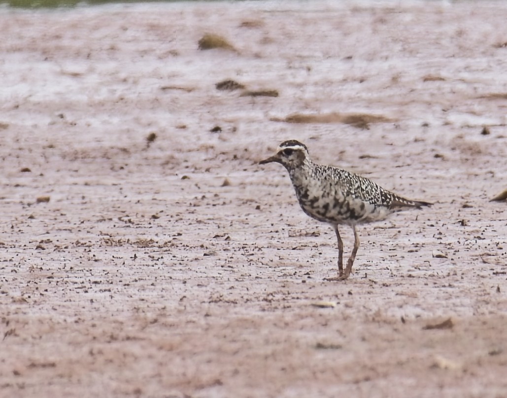 American Golden-Plover - ML641887523