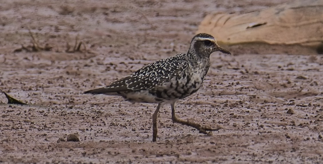 American Golden-Plover - ML641887524