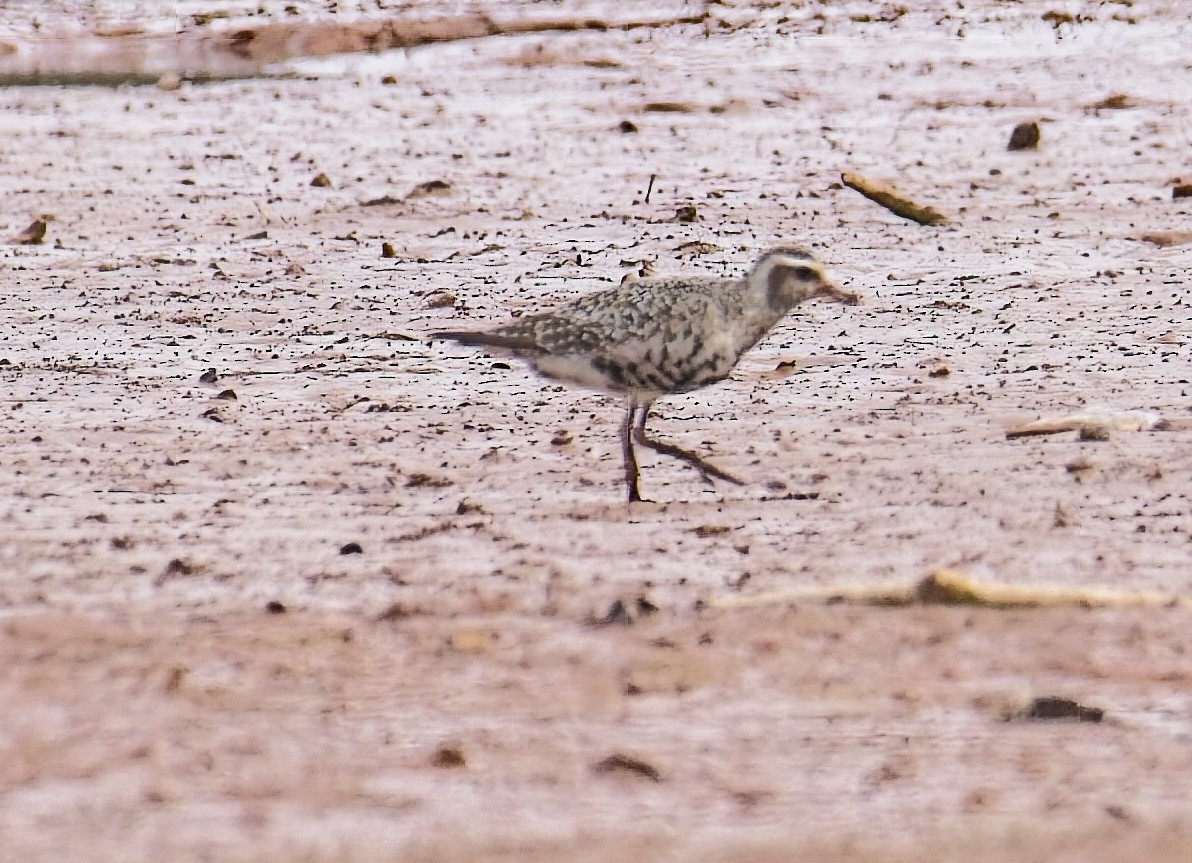 American Golden-Plover - ML641887525