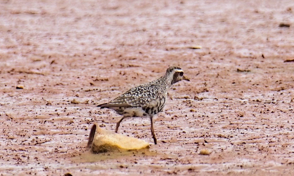 American Golden-Plover - ML641887526