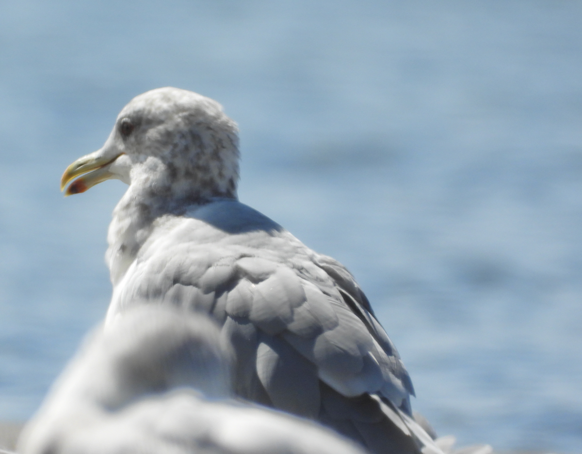 California Gull - ML641887537