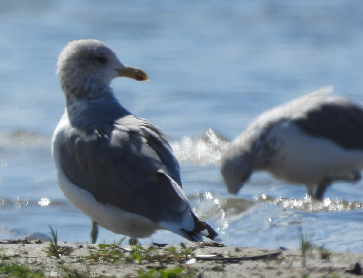 California Gull - ML641887538