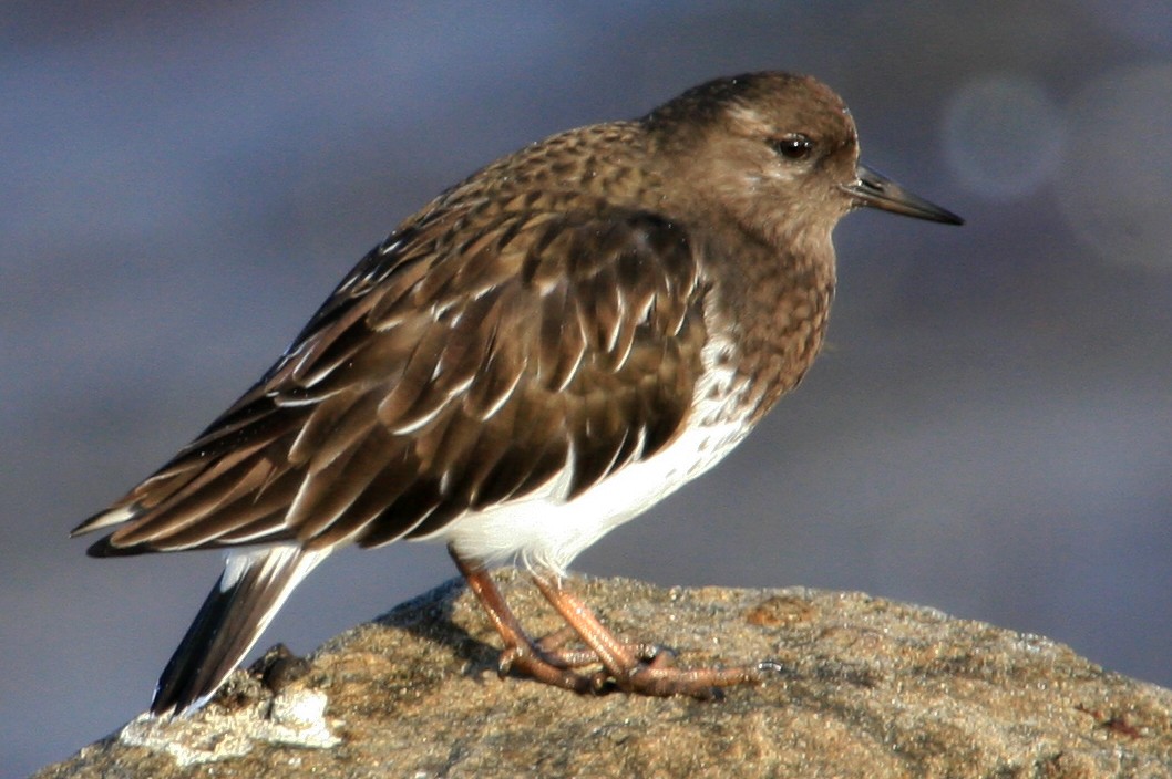 Black Turnstone - ML641887542