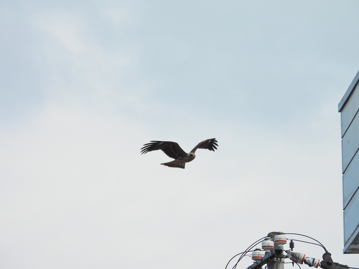 Black Kite - ML641887548