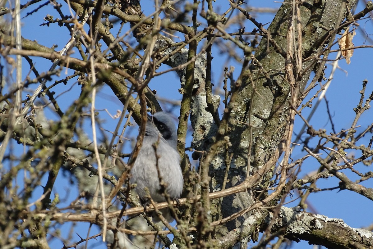 Maskenmückenfänger - ML641887570