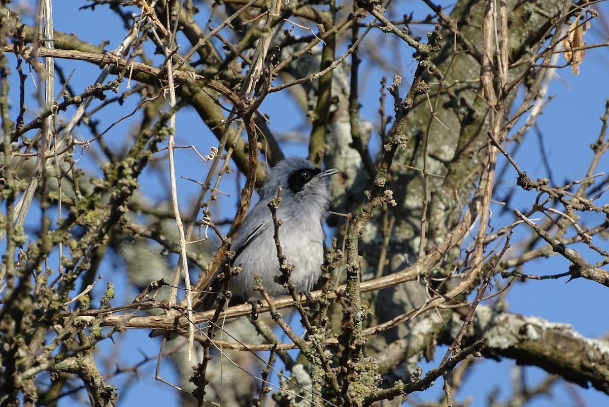 Maskenmückenfänger - ML641887571