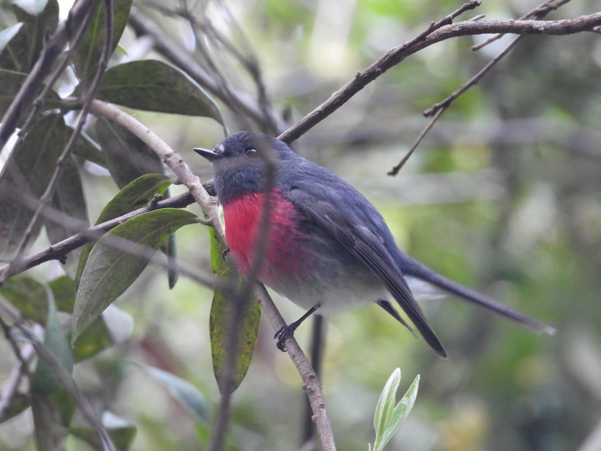 Тоутоваї рожевий - ML641887579