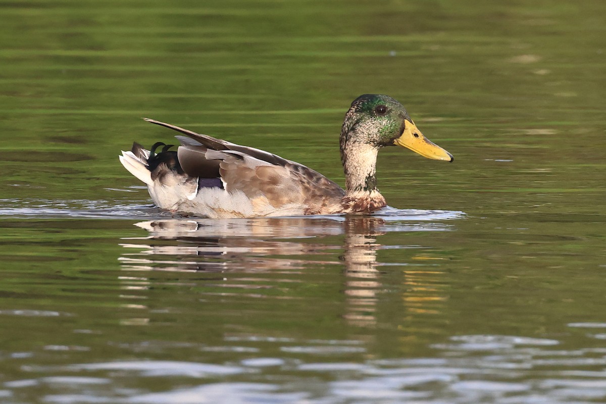 Canard colvert - ML641887588