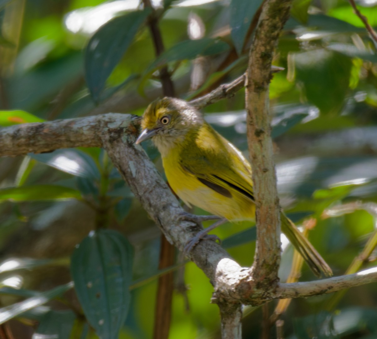 Lemon-chested Greenlet (Rio de Janeiro) - ML641887601