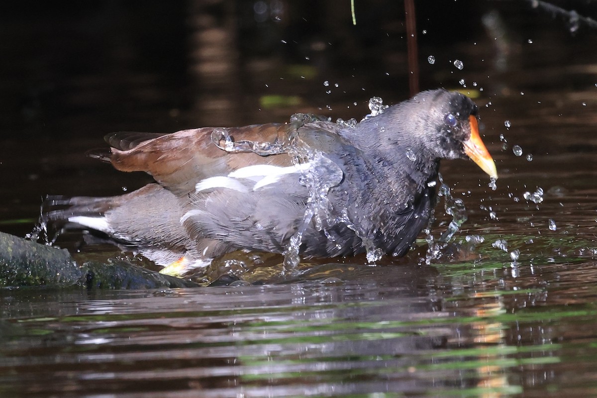 Gallinule d'Amérique - ML641887609