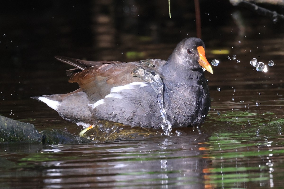 Gallinule d'Amérique - ML641887610