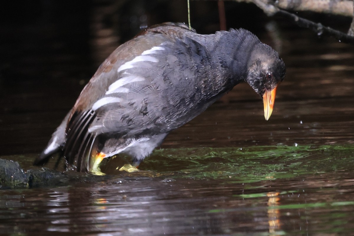 Gallinule d'Amérique - ML641887611
