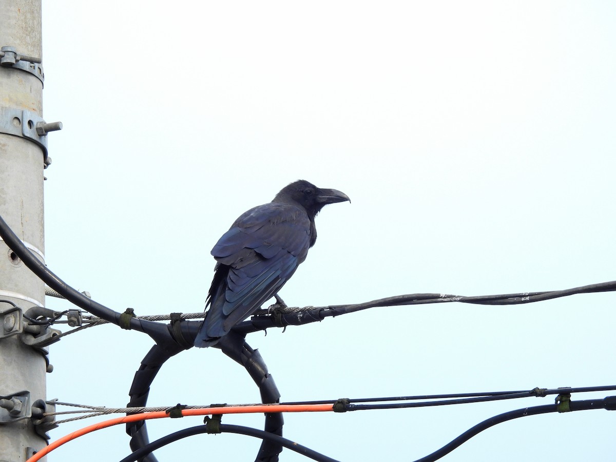Large-billed Crow - ML641887617