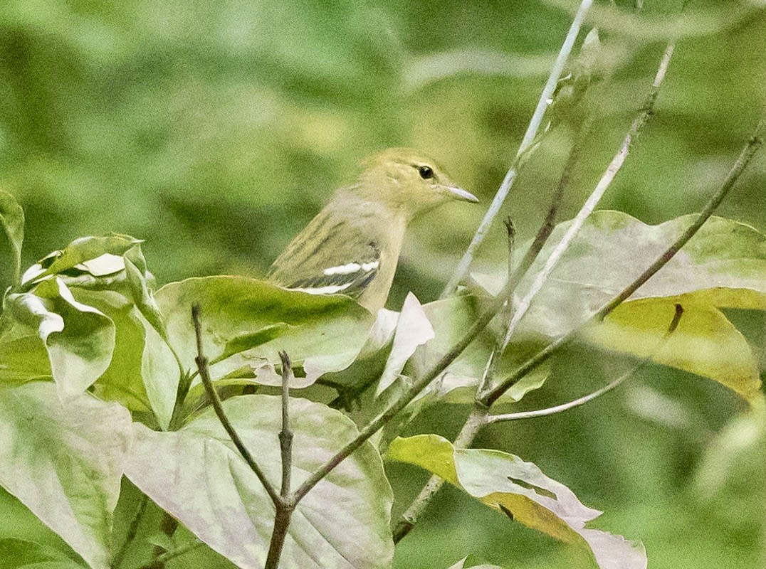 Bay-breasted Warbler - ML641887624