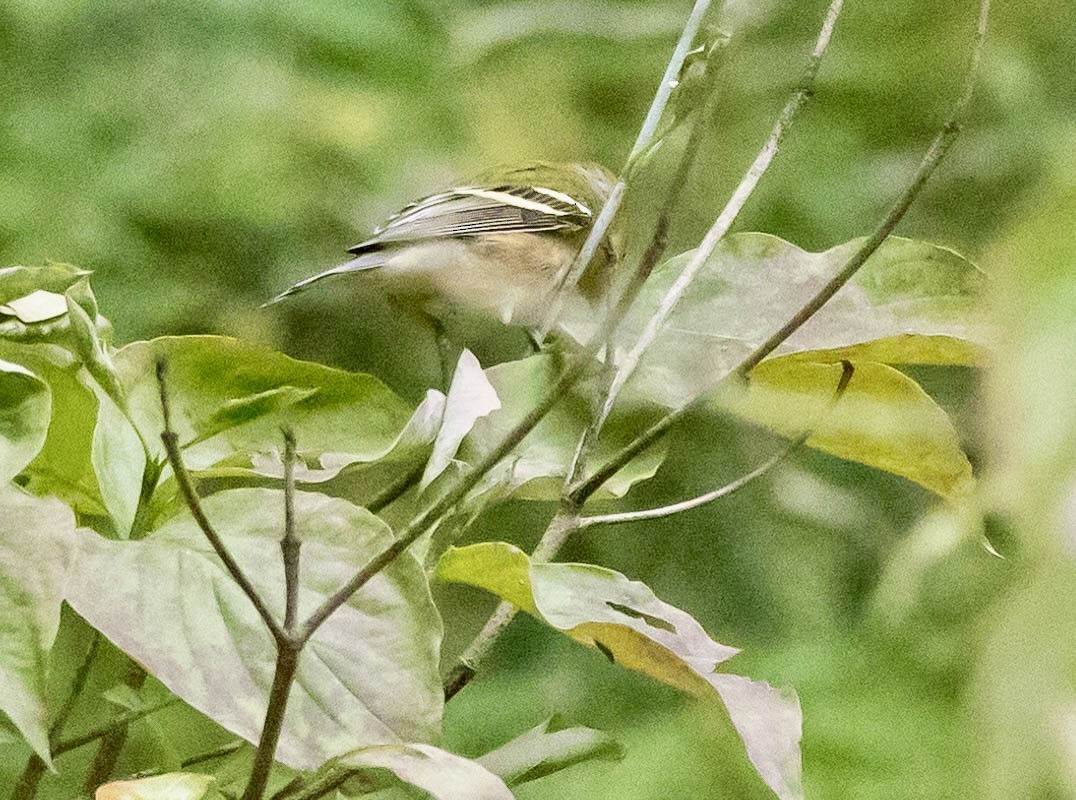 Bay-breasted Warbler - ML641887625