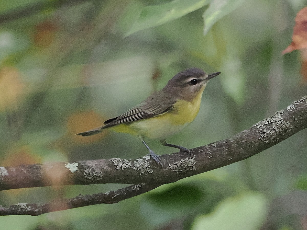 Vireo de Filadelfia - ML641887633