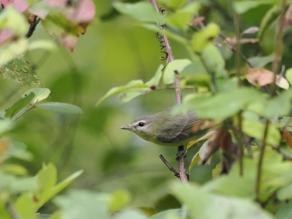 Vireo de Filadelfia - ML641887635